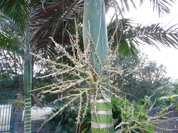 Chambeyronia macrocarpa (Brongn.) Vieill. ex Becc.