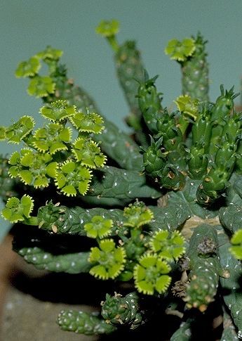 Euphorbia pugniformis Boiss.