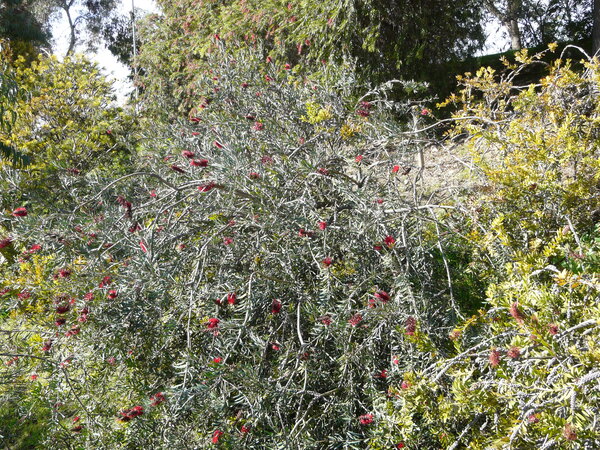 Callistemon glaucus (Bonpl.) Sweet