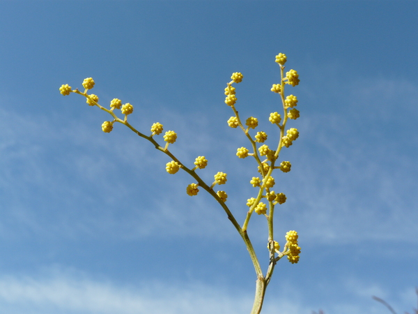 Acacia decurrens Willd.