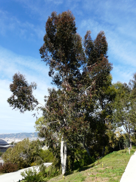 Eucalyptus diversicolor F.Muell.