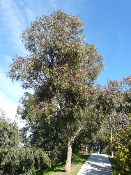 Eucalyptus leucoxylon F. Muell. 'Rosea'