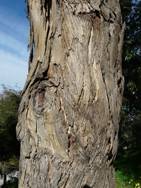 Eucalyptus leucoxylon F. Muell. 'Rosea'