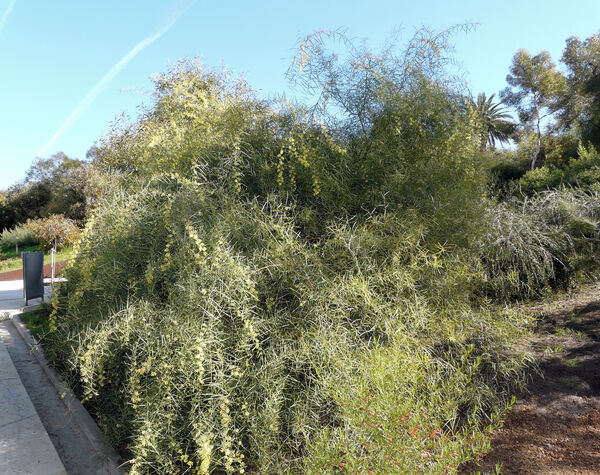 Acacia iteaphylla F.Muell. ex Benth.