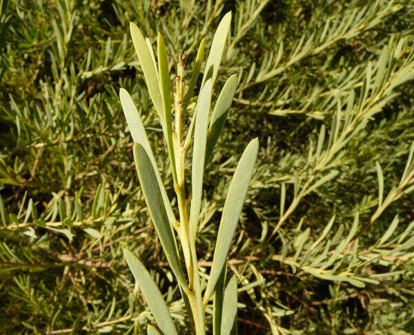 Acacia anceps DC.