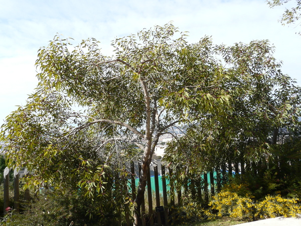 Eucalyptus cosmophylla F. Muell.