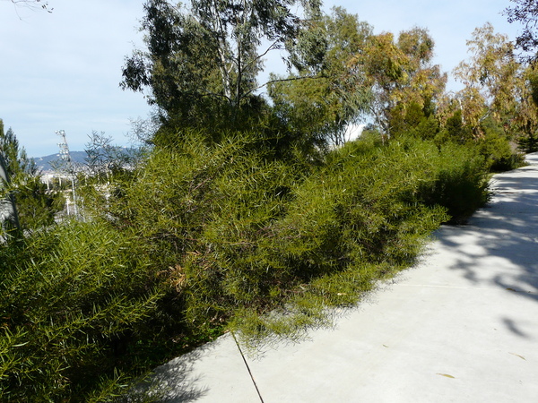 Acacia dodonaeifolia (Pers.) Balb.