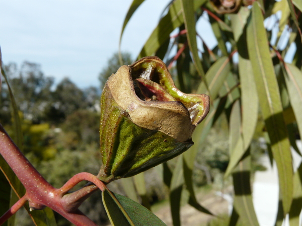 Eucalyptus erythrocorys F. Muell.