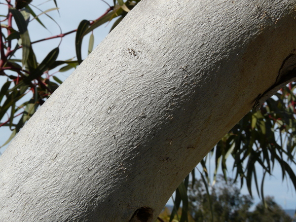 Eucalyptus erythrocorys F. Muell.