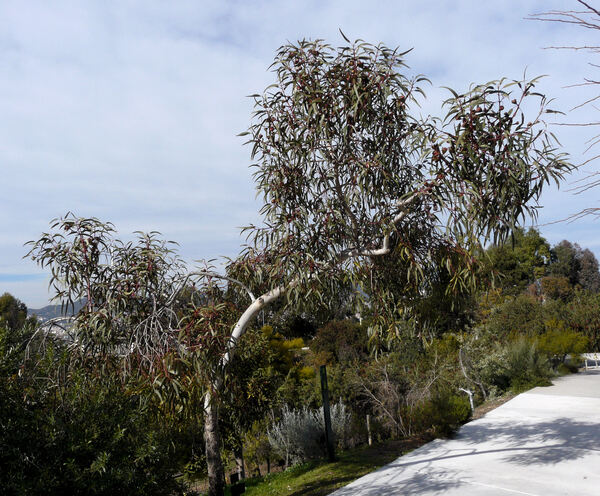 Eucalyptus erythrocorys F. Muell.