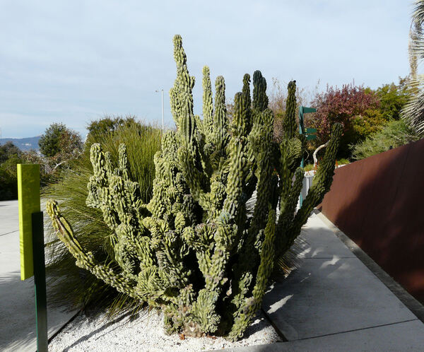 Cereus hildmannianus K. Schum. 'Monstruosus'