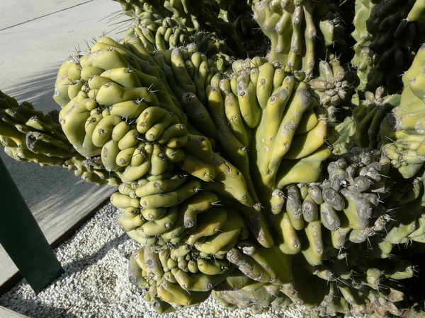 Cereus hildmannianus K. Schum. 'Monstruosus'