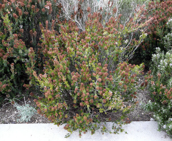 Erica multiflora L. subsp. multiflora