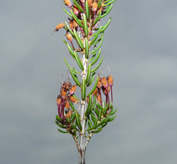 Erica multiflora L. subsp. multiflora