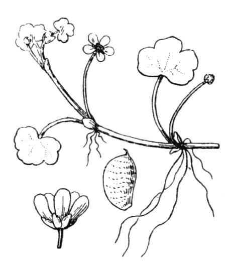 Ranunculus omiophyllus Ten.