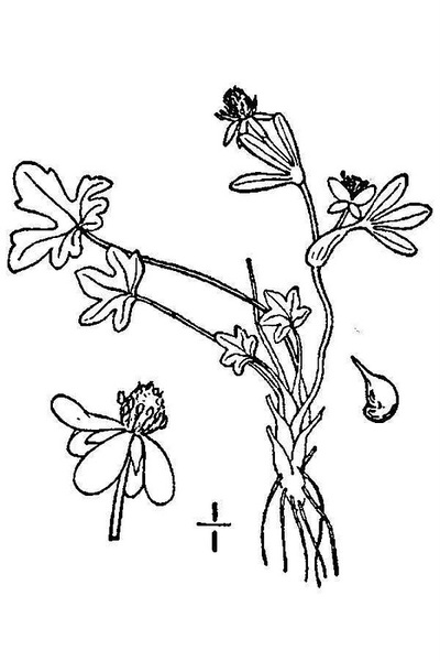 Ranunculus pygmaeus Wahlenb.