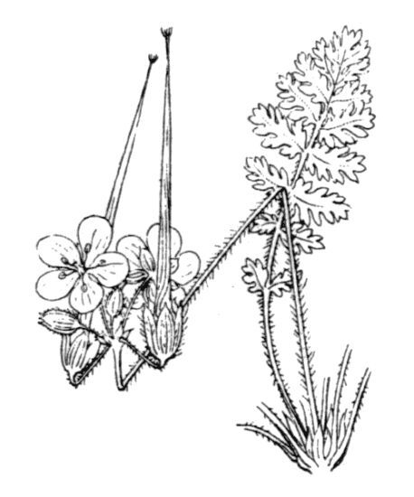 Erodium acaule (L.) Bech. & Thell.