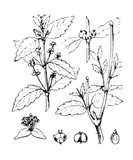Mercurialis corsica Coss. & Kralik