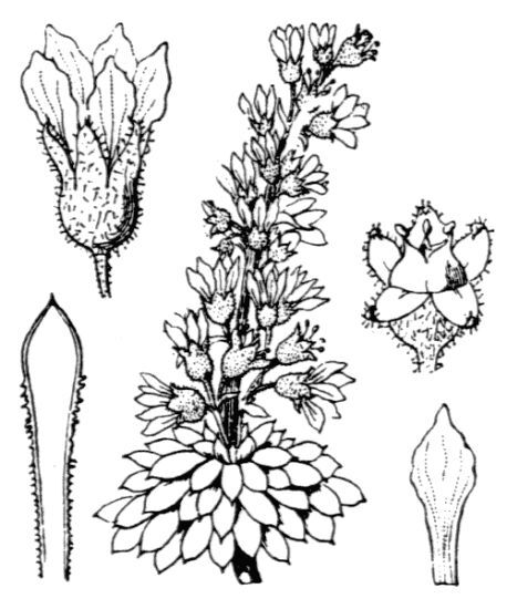 Saxifraga florulenta Moretti
