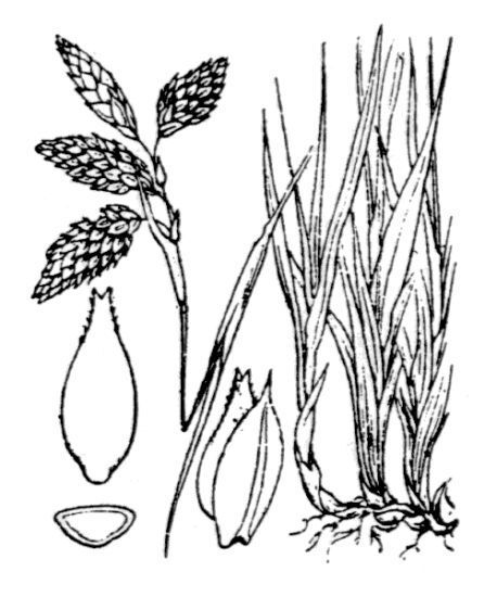 Carex atrofusca Schkuhr