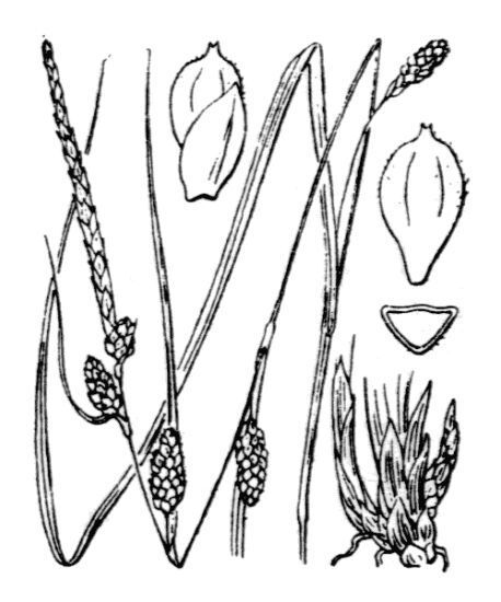Carex grioletii Roem.