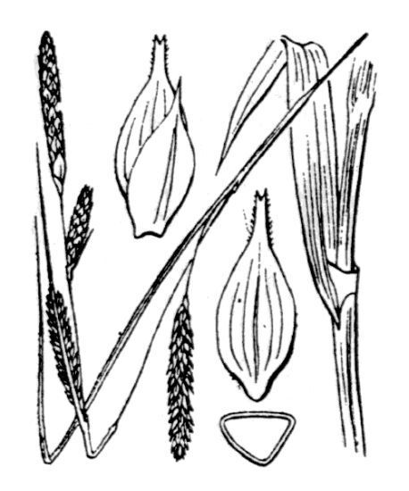Carex laevigata Sm.