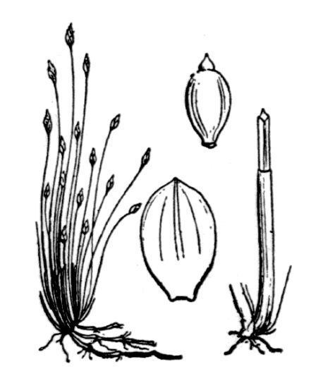 Eleocharis acicularis (L.) Roem. & Schult.