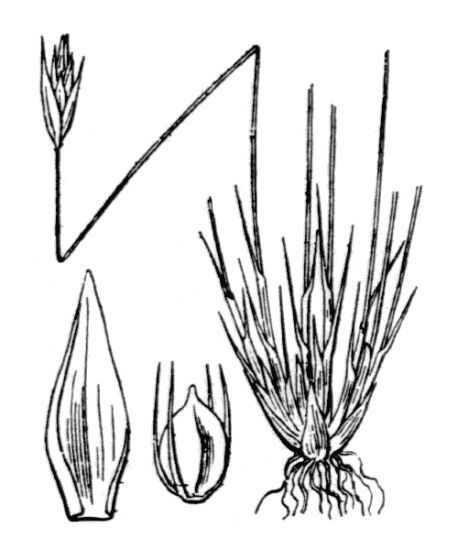 Schoenus ferrugineus L.