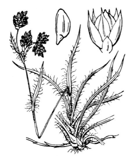Luzula campestris (L.) DC. subsp. campestris