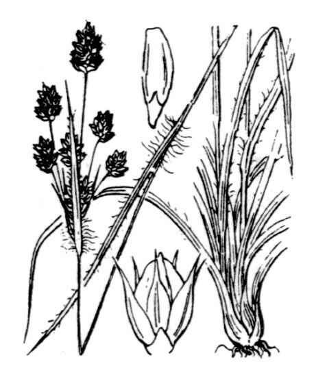 Luzula multiflora (Ehrh.) Lej. subsp. multiflora