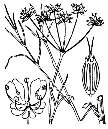 Oenanthe peucedanifolia Pollich
