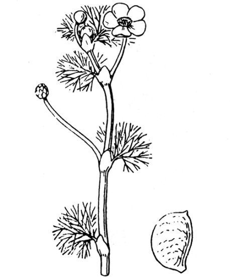 Ranunculus trichophyllus Chaix s.l.