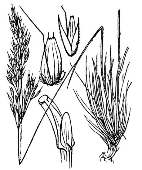 Agrostis schleicheri Jord. & Verl.