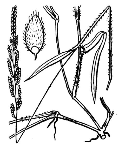 Moorochloa eruciformis (Sm.) Veldkamp