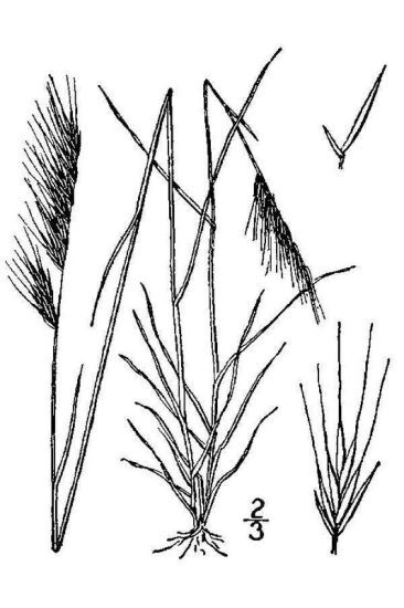 Festuca myuros L. subsp. myuros