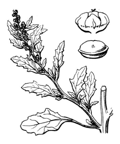 Oxybasis glauca (L.) S.Fuentes, Uotila & Borsch