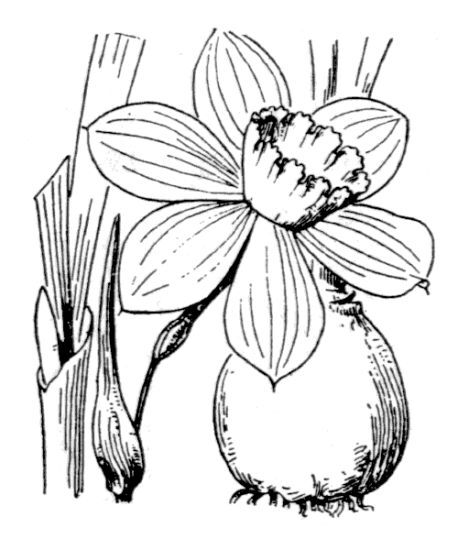 Narcissus ×incomparabilis Mill.