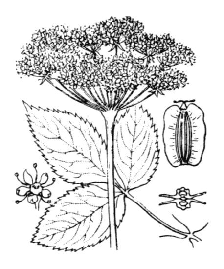 Angelica sylvestris L. subsp. sylvestris