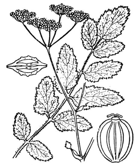 Pastinaca sativa L. subsp. sativa