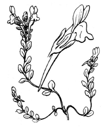Linaria flava (Poir.) Desf. subsp. sardoa (Sommier) A.Terracc.