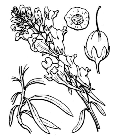 Linaria vulgaris Mill. subsp. vulgaris