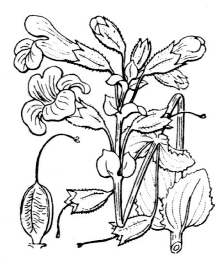 Erythranthe guttata (DC.) G.L.Nesom