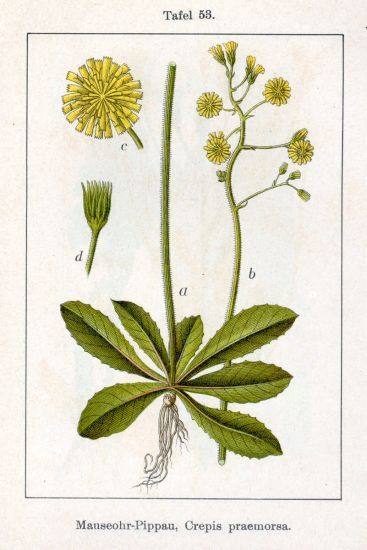 Crepis praemorsa (L.) Walther