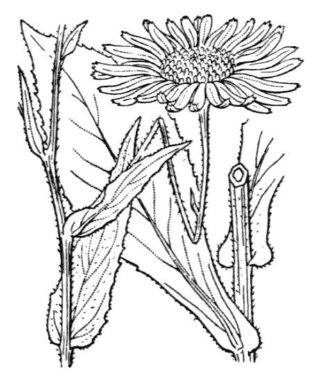 Doronicum corsicum (Loisel.) Poir.