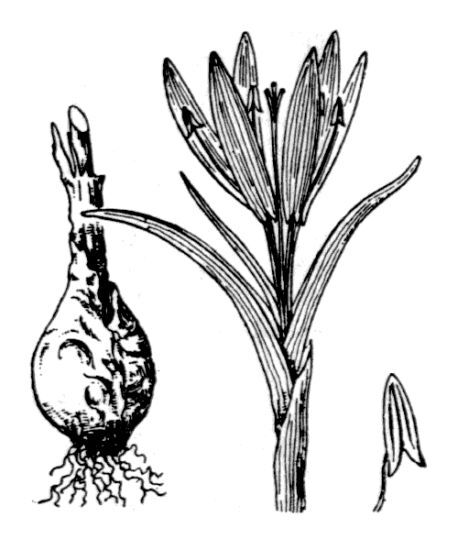Colchicum bulbocodium Ker Gawl. subsp. bulbocodium