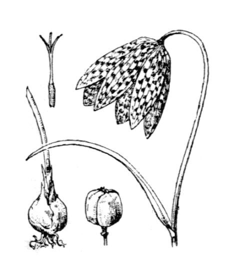 Fritillaria burnatii (Planch.) Backh. & Backh.f.
