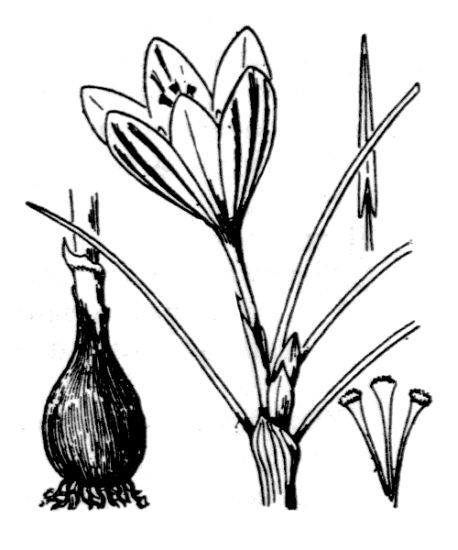 Crocus corsicus Vanucchi ex Maw