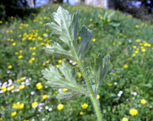 Ranunculus bulbosus L.