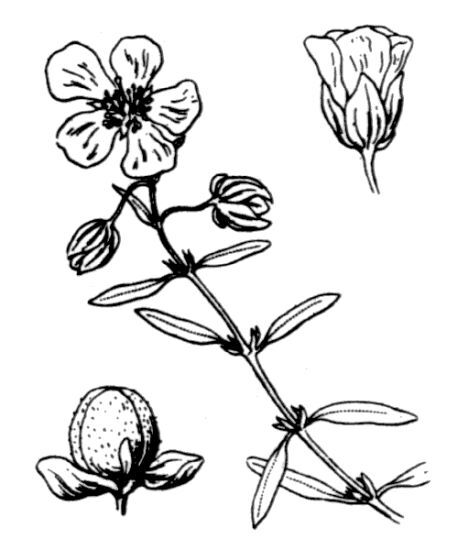 Helianthemum apenninum (L.) Mill. subsp. apenninum