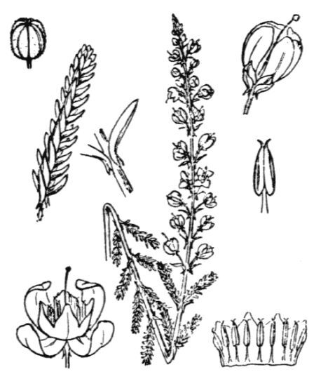 Calluna vulgaris (L.) Hull